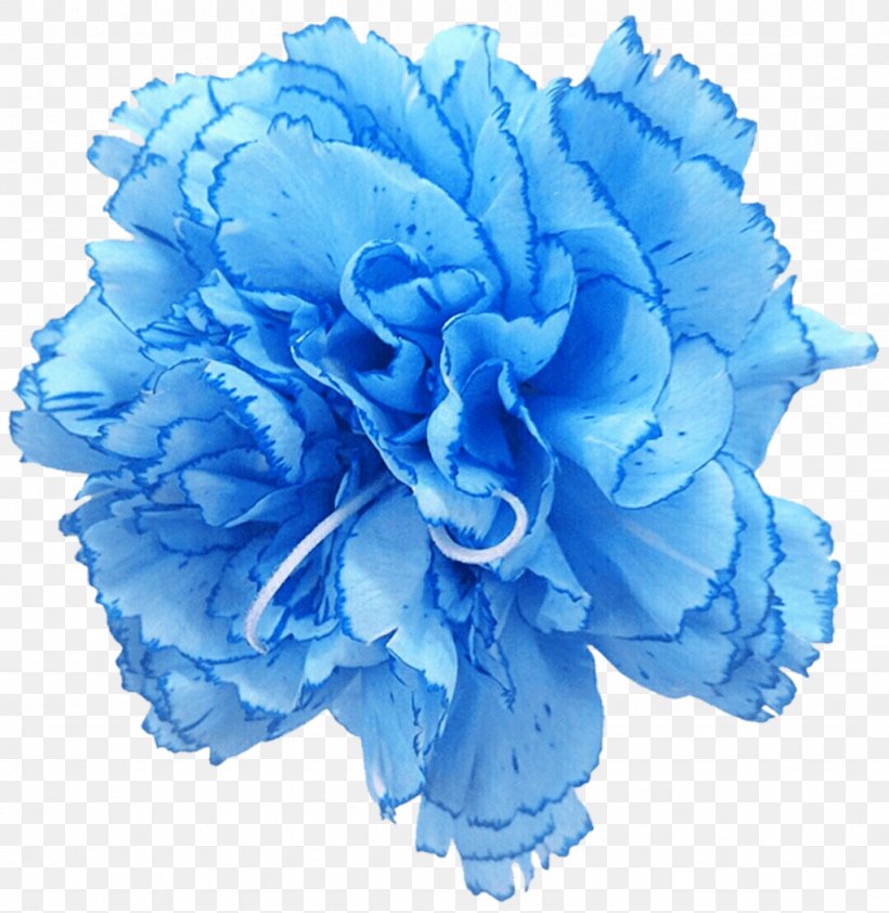 Carnation Rose Blue Cut Flowers, PNG, 1024x1052px, Carnation, Blue, Cut