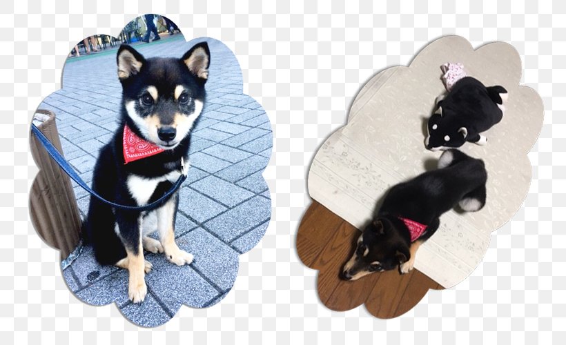 Dog Breed Shiba Inu Puppy Breed Group (dog) Child, PNG, 800x500px, Dog Breed, Adzuki Bean, Black, Breed, Breed Group Dog Download Free