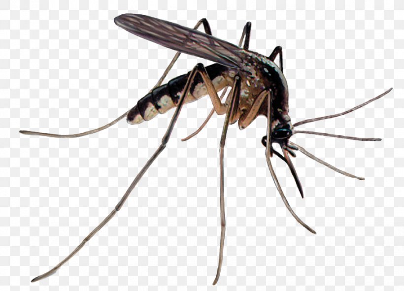 Mosquito Control Pest Control Insecticide, PNG, 932x672px, Mosquito, Animal, Ant, Arthropod, Disease Download Free