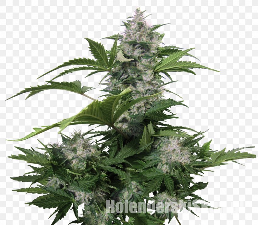 Autoflowering Cannabis Seed Bank Seedsman Seeds, PNG, 1814x1587px, Cannabis, Autoflowering Cannabis, Cannabidiol, Cannabis Ruderalis, Cannabis Sativa Download Free