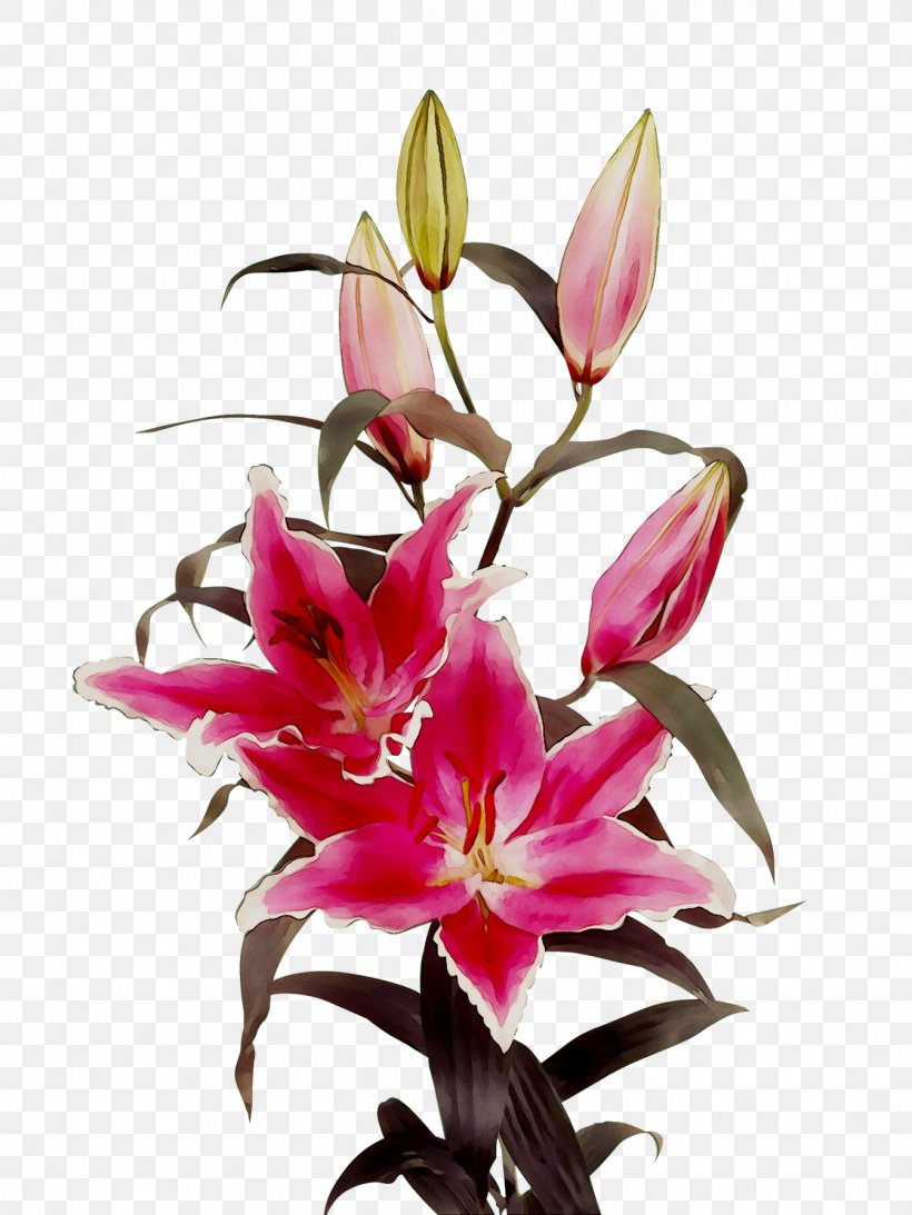 Floristry Cut Flowers Petal Pink M, PNG, 1344x1792px, Floristry, Artificial Flower, Botany, Cattleya, Cut Flowers Download Free