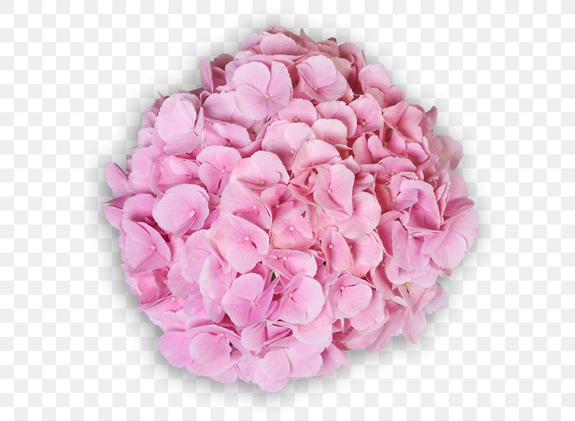 Garden Roses Centifolia Roses Cut Flowers Hydrangea, PNG, 600x600px, Garden Roses, Centifolia Roses, Cornales, Cut Flowers, Flower Download Free