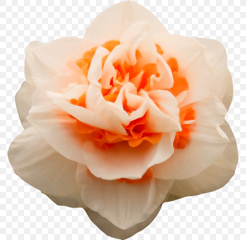 Garden Roses PhotoFiltre Clip Art, PNG, 770x800px, Garden Roses, Cut Flowers, Dakimakura, Flower, Flowering Plant Download Free