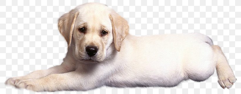 Golden Retriever Labrador Retriever Puppy Dog Breed Companion Dog, PNG, 800x319px, Golden Retriever, Animal, Carnivoran, Companion Dog, Dog Download Free