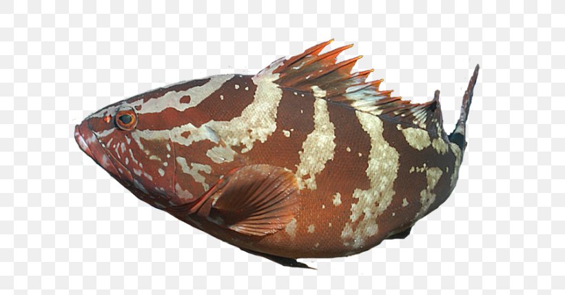 Marine Biology Invertebrate Fish, PNG, 640x428px, Marine Biology, Biology, Fish, Invertebrate, Organism Download Free