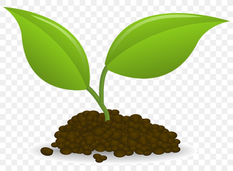 Plant Sowing Seedling Clip Art, PNG, 800x600px, Plant, Botanical Name, Botany, Food, Leaf Download Free