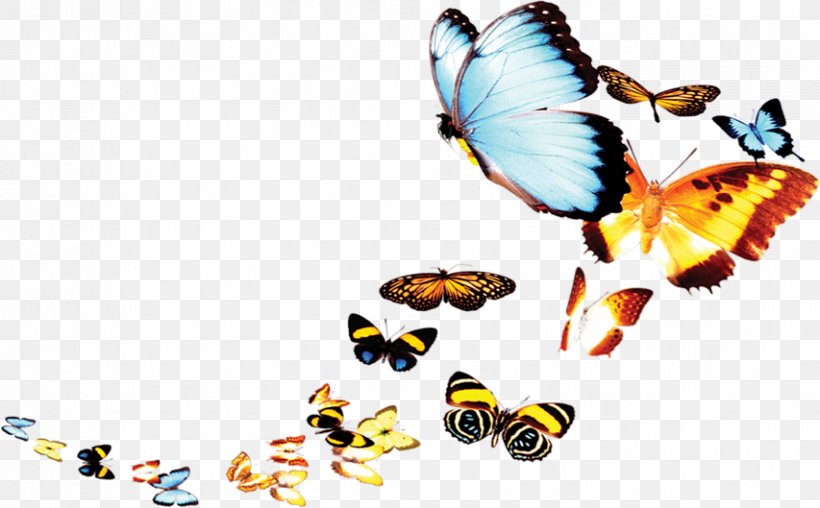 Poster, PNG, 853x529px, Poster, Animation, Butterfly, Insect, Invertebrate Download Free