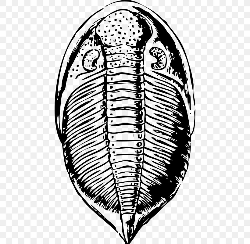 Trilobite Clip Art Fossil Asaphus Trochitenkalk Formation, PNG, 462x800px, Trilobite, Asaphus, Blackandwhite, Cambrian, Cambrian Explosion Download Free