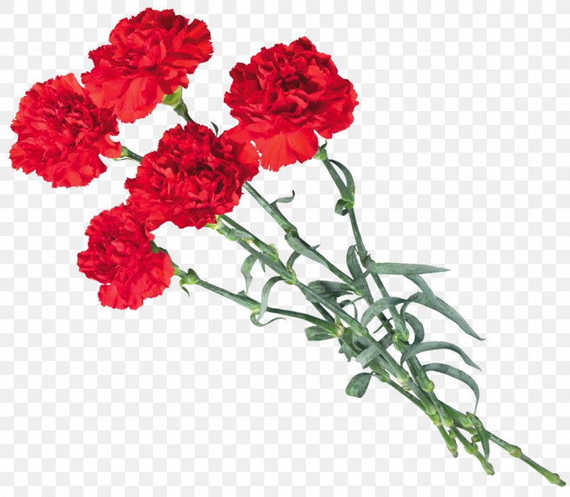 Victory Day Internet Kryddernellike, PNG, 1136x992px, Victory Day, Animation, Annual Plant, Carnation, Cut Flowers Download Free