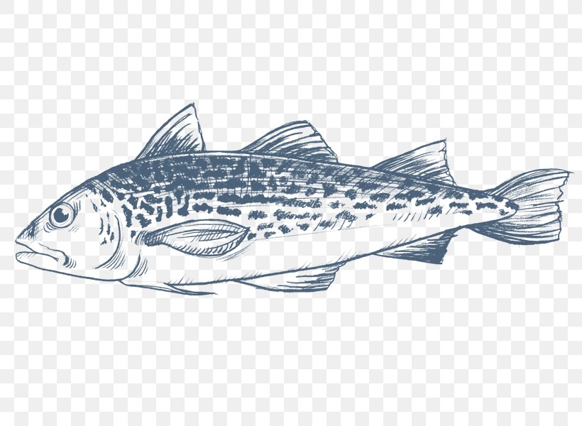 Sardine Salmon Cod Fish Products, PNG, 800x600px, Sardine, Alaska Pollock, Bony Fish, Cod, Drawing Download Free