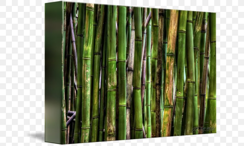 Tropical Woody Bamboos Camera Lens Flickr, PNG, 650x491px, Tropical Woody Bamboos, Bamboo, Camera, Camera Lens, Flickr Download Free
