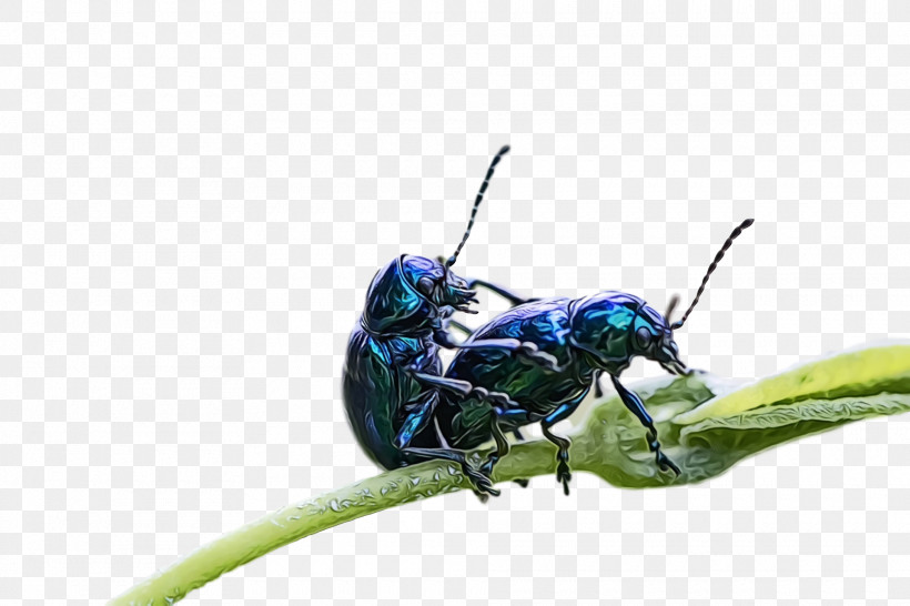 Beetles Pest Insect, PNG, 1920x1280px, Watercolor, Beetles, Insect, Paint, Pest Download Free