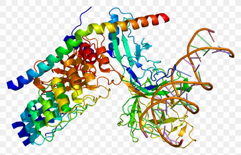 RBPJ Notch Signaling Pathway Protein MAML1 Gene, PNG, 923x593px, Notch Signaling Pathway, Art, Body Jewelry, Fruit Flies, Gene Download Free