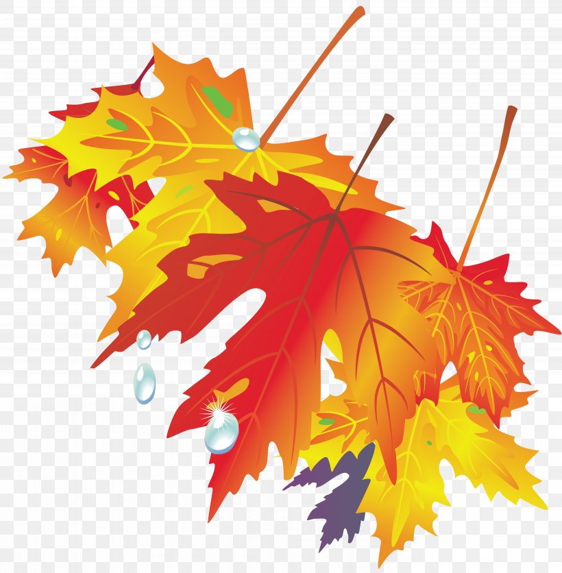 Autumn Leaf Drawing Color, PNG, 5799x5914px, Autumn, Autumn Leaf Color, Color, Drawing, Flowering Plant Download Free