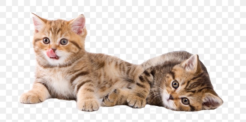 Kitten Dog Sphynx Cat Paw British Longhair, PNG, 700x408px, Kitten, American Shorthair, American Wirehair, Animal, Asian Download Free