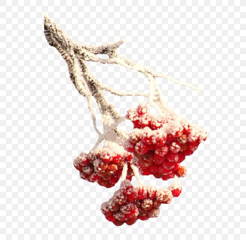 Winter Snow Branch, PNG, 601x800px, Winter, Berry, Branch, Cranberry, Food Download Free