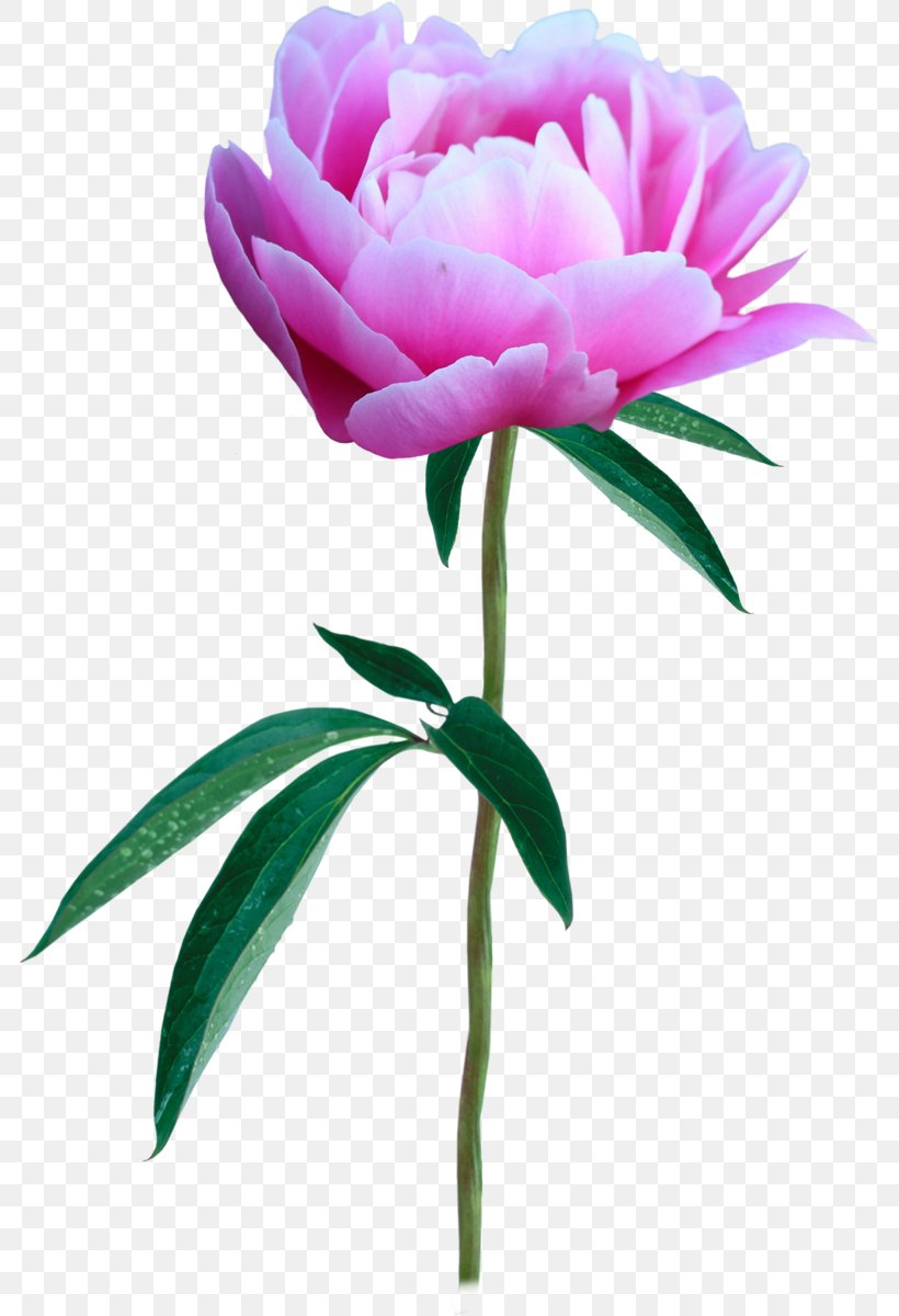 Flower Photography Peony Clip Art, PNG, 786x1200px, Flower, Blog, Bud, Cut Flowers, Digital Image Download Free