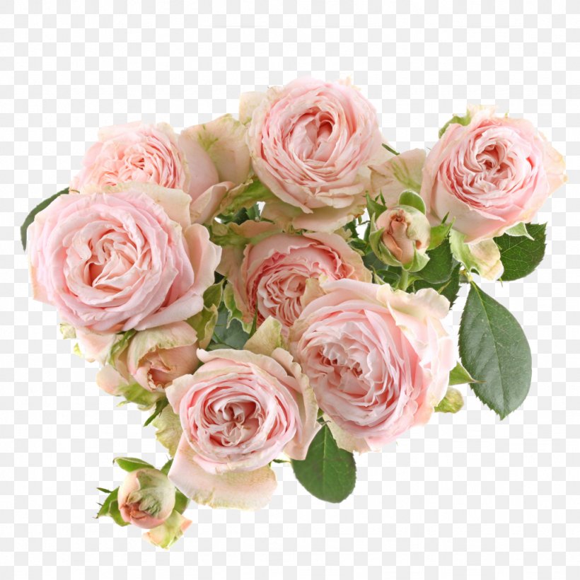 Garden Roses Cabbage Rose Floribunda Cut Flowers, PNG, 1024x1024px, Garden Roses, Artificial Flower, Cabbage Rose, Cut Flowers, Floral Design Download Free