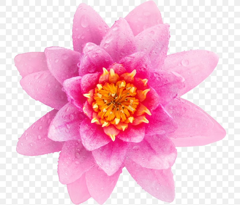 Peony Pink M, PNG, 726x702px, Peony, Flower, Flowering Plant, Magenta, Petal Download Free