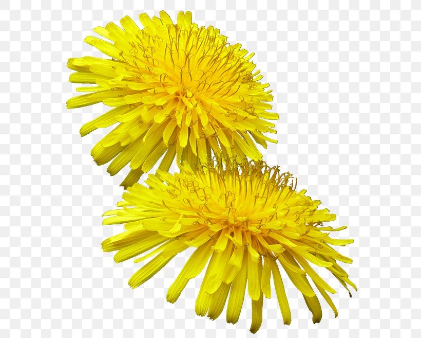 Pissenlit Common Dandelion Yellow Buttercup Weed, PNG, 581x657px, Pissenlit, Buttercup, Chrysanths, Common Dandelion, Common Verbena Download Free