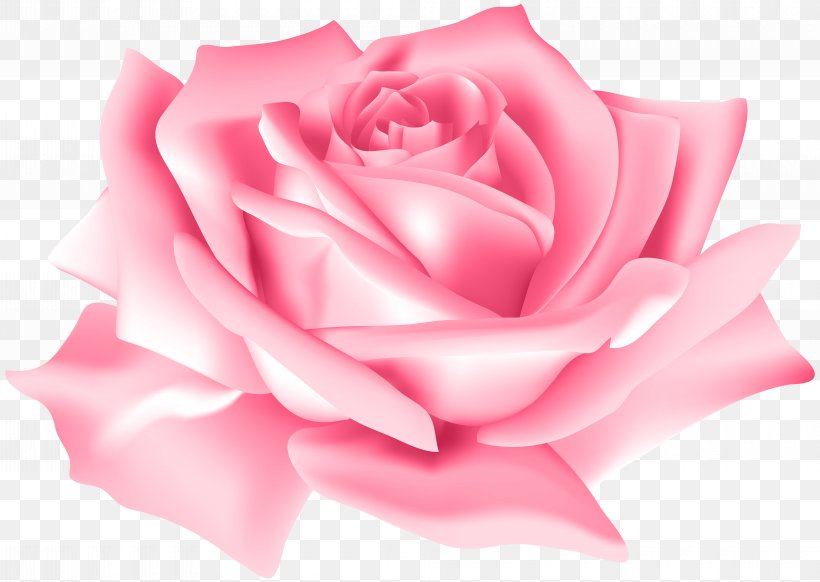 Rose Flower Pink, PNG, 8000x5687px, Centifolia Roses, Blue, Blue Rose, Close Up, Cut Flowers Download Free