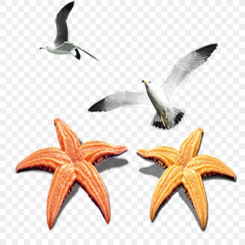 Starfish Echinoderm, PNG, 1890x1890px, Starfish, Echinoderm, Invertebrate, Marine Invertebrates, Orange Download Free