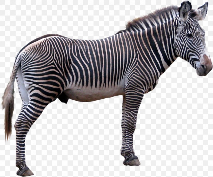 Zebra Technologies Clip Art, PNG, 874x730px, Zebra, Animal Figure, Display Resolution, Horse Like Mammal, Image File Formats Download Free