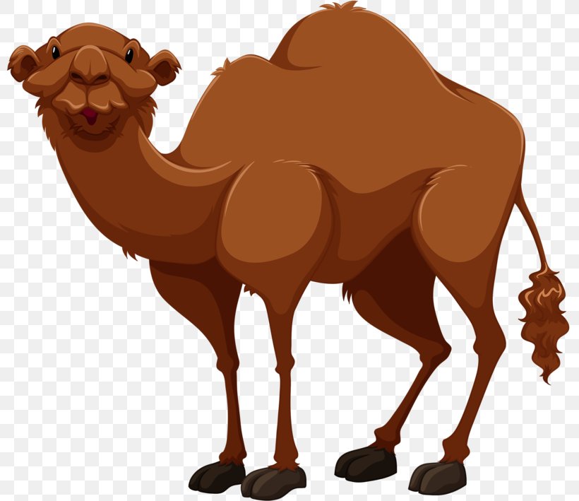 Bactrian Camel Cartoon Drawing Clip Art, PNG, 800x709px, Bactrian Camel, Arabian Camel, Camel, Camel Like Mammal, Cartoon Download Free
