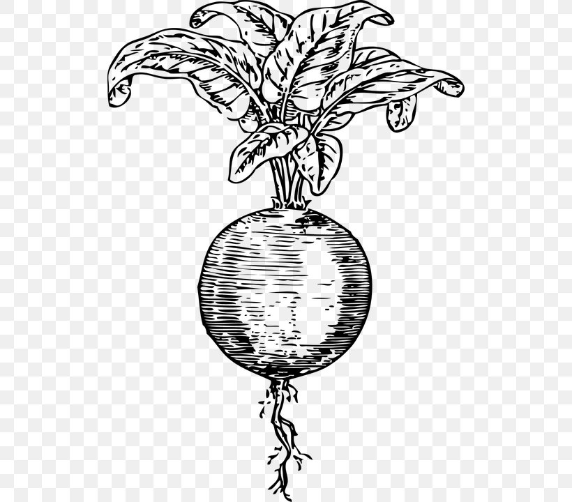 Beetroot Sugar Beet Vegetable Clip Art, PNG, 512x720px, Beetroot, Artwork, Black And White, Branch, Drawing Download Free