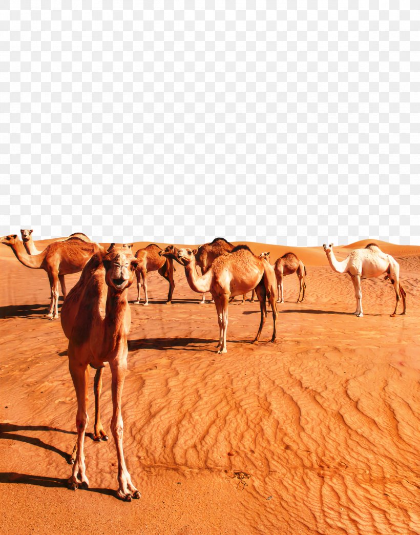 Dromedary Arabian Desert Sahara Erg, PNG, 2352x2996px, Dromedary, Adaptation, Aeolian Landform, Arabian Camel, Arabian Desert Download Free