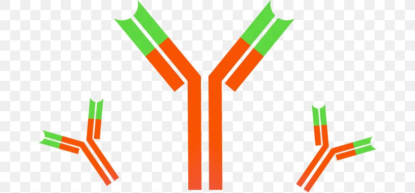 Monoclonal Antibody Immune System Dynabeads Antigen, PNG, 670x382px, Antibody, Antibodydrug Conjugate, Antigen, Area, Cytokine Download Free