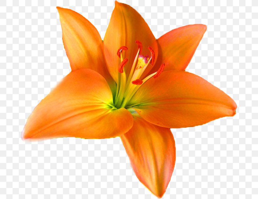 Orange Lily Flower Orange S.A. Royalty-free Petal, PNG, 690x635px, Orange Lily, Amaryllis Belladonna, Cut Flowers, Daylily, Depositphotos Download Free