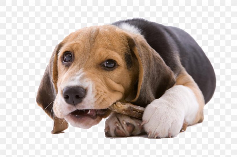 Puppy Cat Chewing Chew Toy Dog Toy, PNG, 1024x682px, Puppy, American Foxhound, Beagle, Beagle Harrier, Biting Download Free