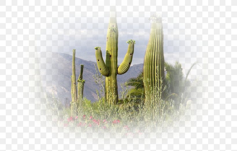 Saguaro Sonoran Desert Cactaceae Tucson, PNG, 699x524px, Saguaro, Arizona, Cactaceae, Cactus, Cactus Garden Download Free