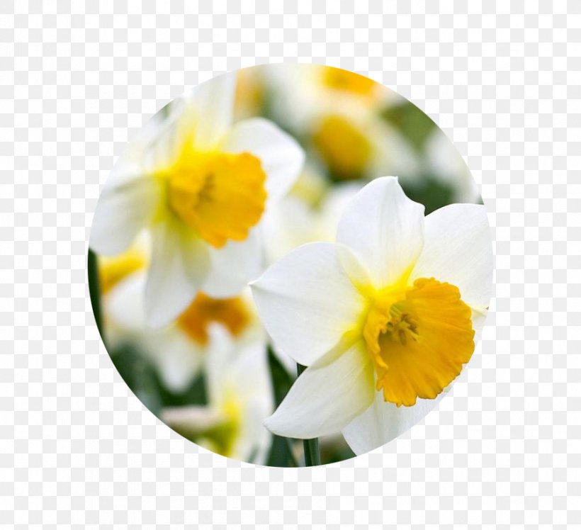 Birth Flower Bulb Narcissus Jonquilla Tulip, PNG, 901x822px, Flower, Astrological Sign, Birth, Birth Flower, Birthday Download Free