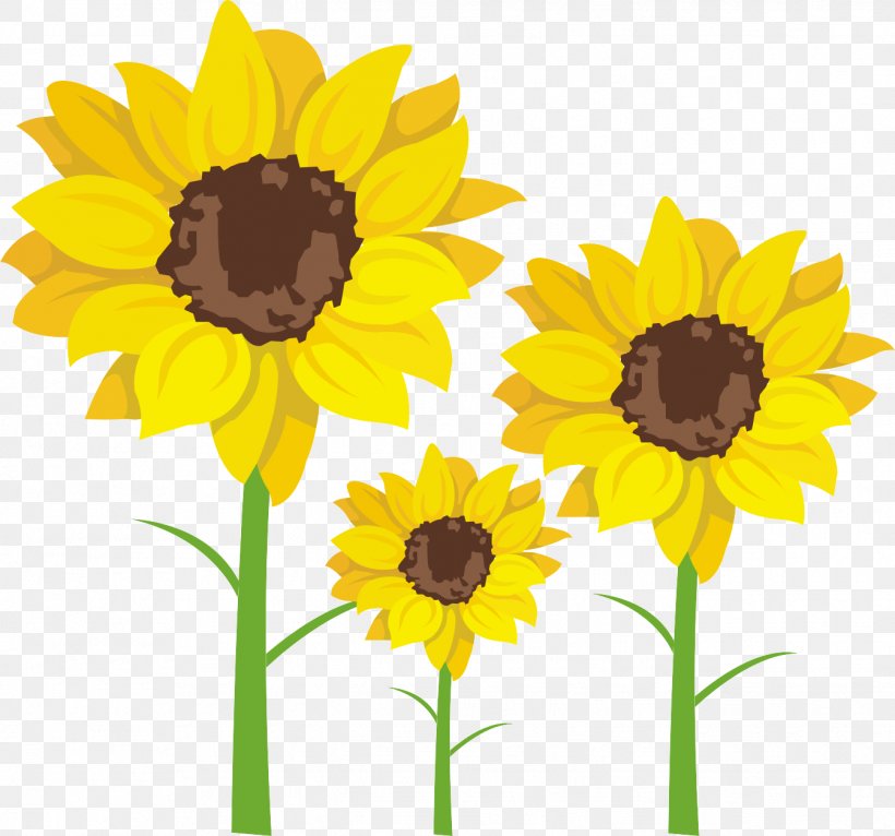 Common Sunflower Sunflower Seed Clip Art, PNG, 1343x1255px, Common Sunflower, Copyright, Cut Flowers, Daisy Family, Floral Design Download Free