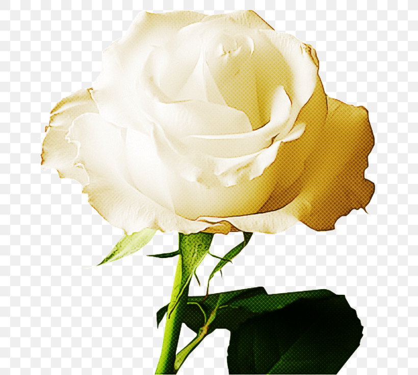 Garden Roses, PNG, 675x734px, Garden Roses, Bud, Cabbage Rose, Cut Flowers, Floribunda Download Free