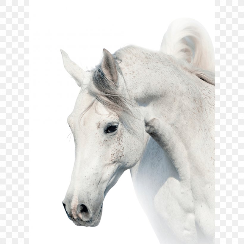 Arabian Horse Stallion White Stock Photography Gray, PNG, 1000x1000px, Arabian Horse, Bay, Black, Colt, Equestrian Download Free