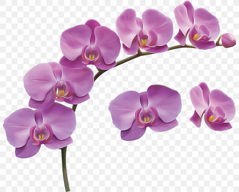 Lavender, PNG, 800x659px, Flower, Lavender, Lilac, Moth Orchid, Petal Download Free