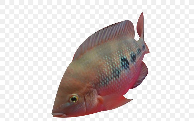 Tilapia, PNG, 746x513px, Tilapia, Biology, Bony Fish, Designer, Fauna Download Free