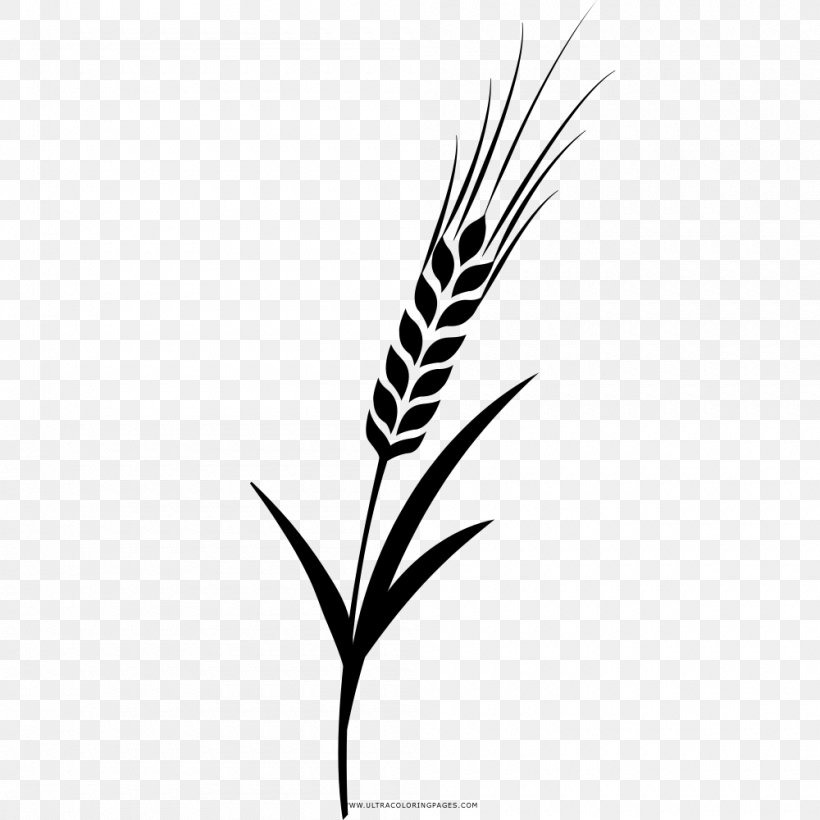 Barley Drawing Coloring Book Grasses, PNG, 1000x1000px, Barley, Ausmalbild, Black, Black And White, Branch Download Free