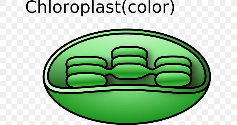 Chloroplast Cell Plant Biological Membrane Organelle, PNG, 640x434px, Chloroplast, Area, Biological Membrane, Biology, Cell Download Free