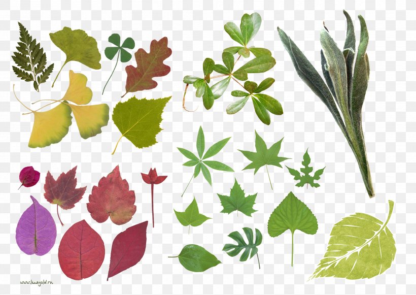 Leaf Floral Design Clip Art, PNG, 2681x1900px, Leaf, Branch, Flora, Floral Design, Flower Download Free
