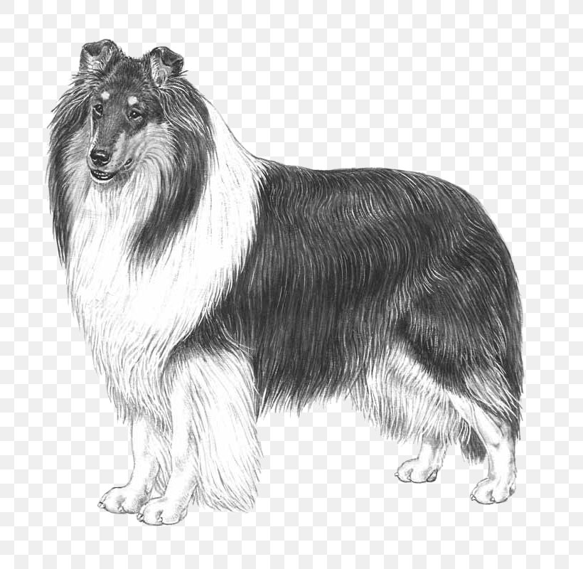Rough Collie Scotch Collie Smooth Collie Breed Standard, PNG, 800x800px, Rough Collie, Ancient Dog Breeds, Black And White, Breed, Breed Standard Download Free