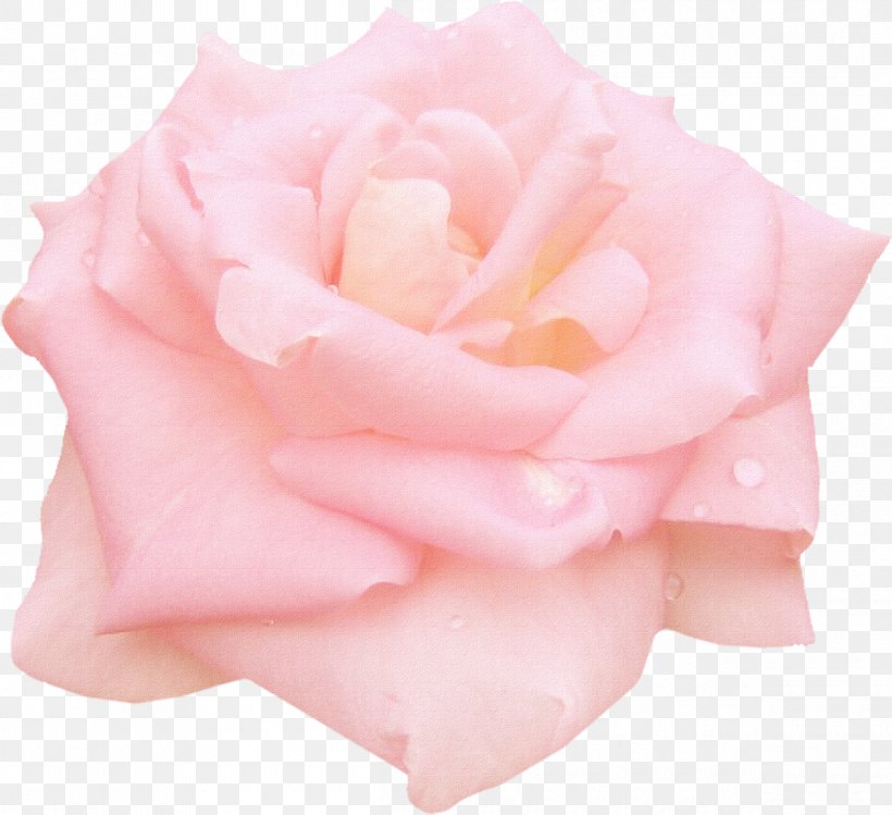 Still Life: Pink Roses Garden Roses Centifolia Roses Floribunda, PNG, 1200x1097px, Still Life Pink Roses, Centifolia Roses, Cut Flowers, Floribunda, Flower Download Free