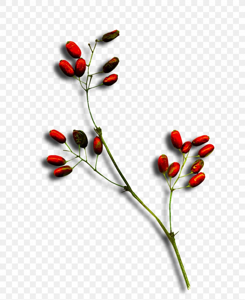 Stock Photography Berry Rode Bes, PNG, 1860x2274px, Photography, Berry, Blossom, Branch, Bud Download Free