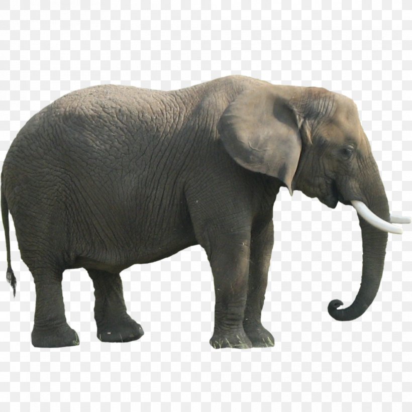 Indian Elephant African Forest Elephant, PNG, 989x989px, African Bush Elephant, African Elephant, African Forest Elephant, Asian Elephant, Clipping Path Download Free