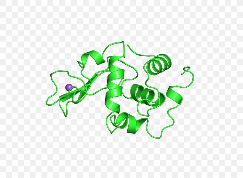 International Genetically Engineered Machine E. Coli Lysozyme Bacteria Clip Art, PNG, 800x600px, E Coli, Antimicrobial, Area, Bacteria, Bacteriophage Download Free