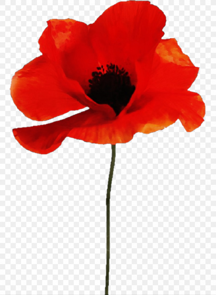 Orange, PNG, 1001x1364px, Watercolor, Coquelicot, Corn Poppy, Flower, Orange Download Free