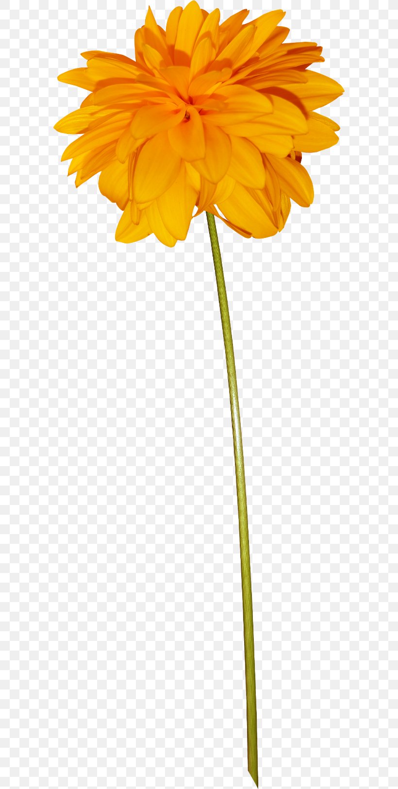 Drawing Flower Cartoon, PNG, 600x1625px, Drawing, Animation, Calendula, Cartoon, Cut Flowers Download Free